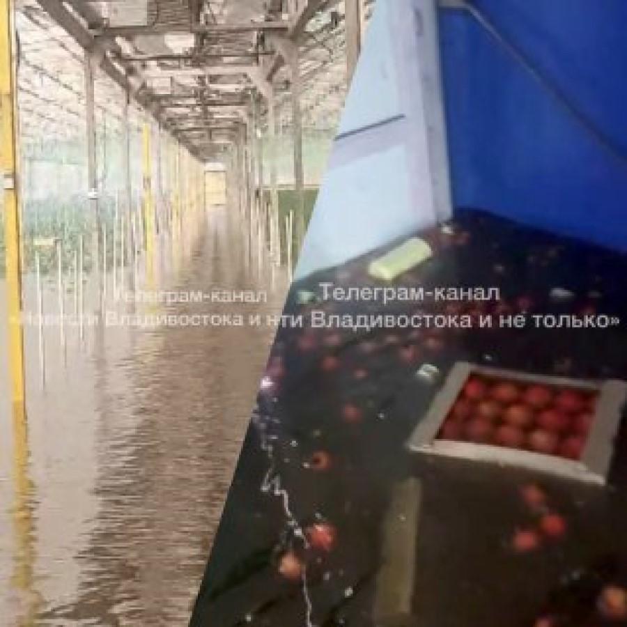 Фото: Telegram-канал Новости Владивосток и не только | «У них самые вкусные помидоры». Штыковские теплицы ушли под воду