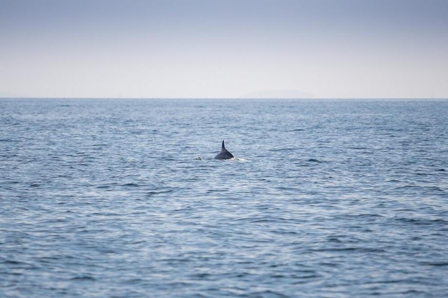 Фото: freepik | «Они совсем близко». Приморцы восхитились неожиданными спутниками в море