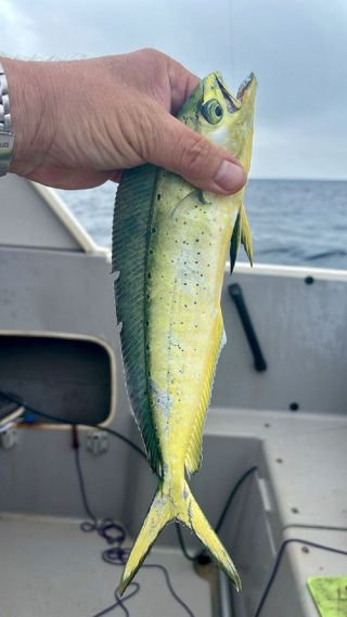 Рыбаки обомлели: рыба дорадо, которая обитает только в тропиках, добралась до Приморья