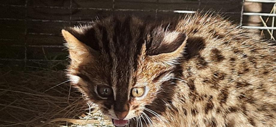 Фото: Центр «Тигр» | В Приморье дальневосточный лесной котенок наелся гвоздей