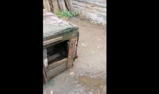 Тигры вернулись к людям. За добычей