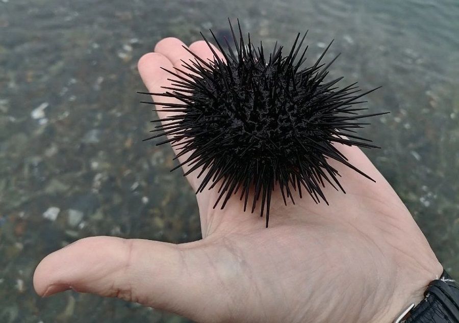 Морские ежи из Приморья покоряют азиатский рынок: цена доходит до $300 за килограмм