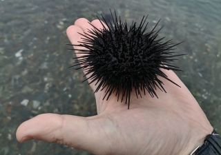 Морские ежи из Приморья покоряют азиатский рынок: цена доходит до $300 за килограмм