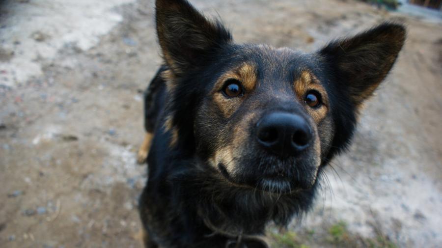 Фото: PRIMPRESS | «Спасли от неминуемой гибели»: неравнодушные приморцы вытащили раненую собаку из подземелья