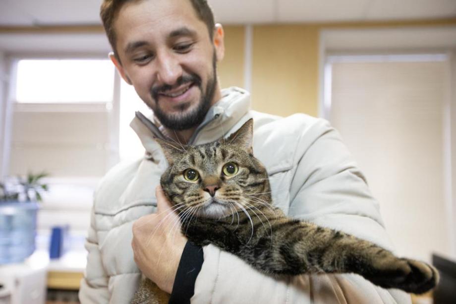 Фото: Татьяна Меель / PRIMPRESS | «По следам кота Виктора?»: в России могут изменить правила перевозки животных