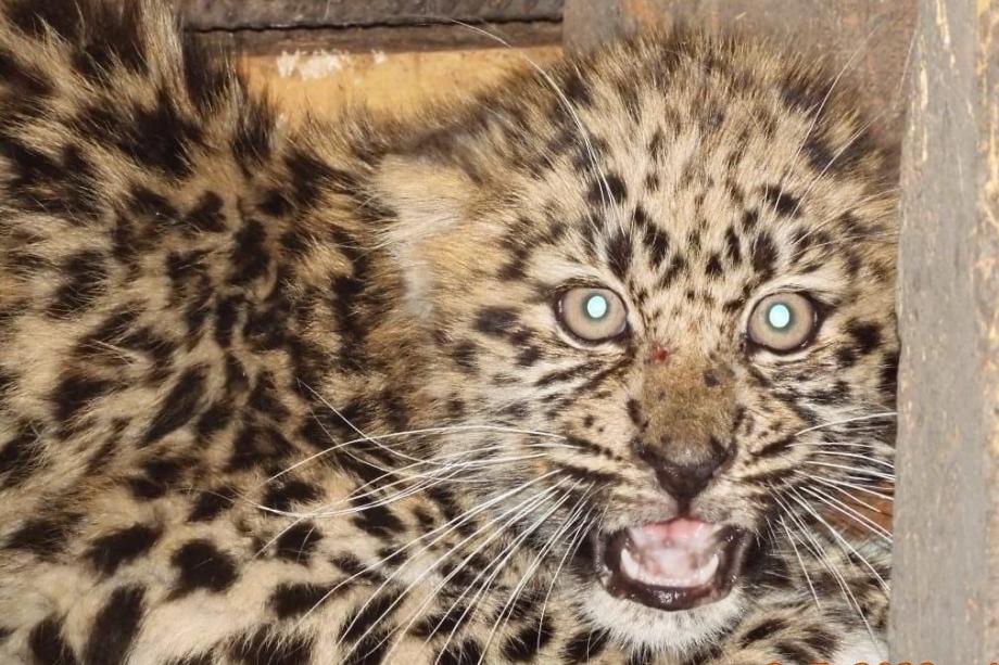 Фото: "Земля леопарда" | «Кто сказал «мяу»?»: спасенный котенок в Приморье подал голос