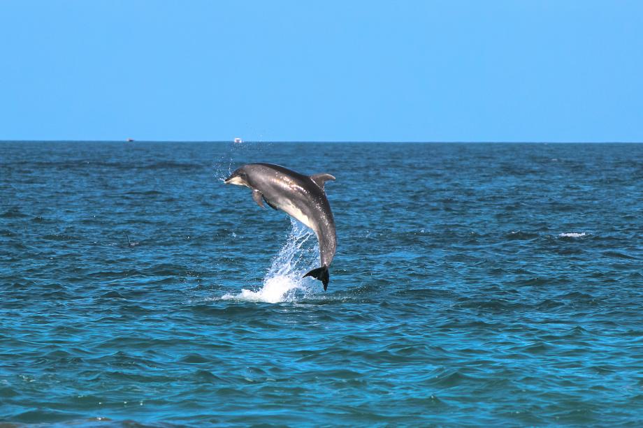 Фото: wirestock on Freepik | «Выныривал и показывал свой спинной плавник»: в Приморье дельфин позировал перед инспектором морского заповедника