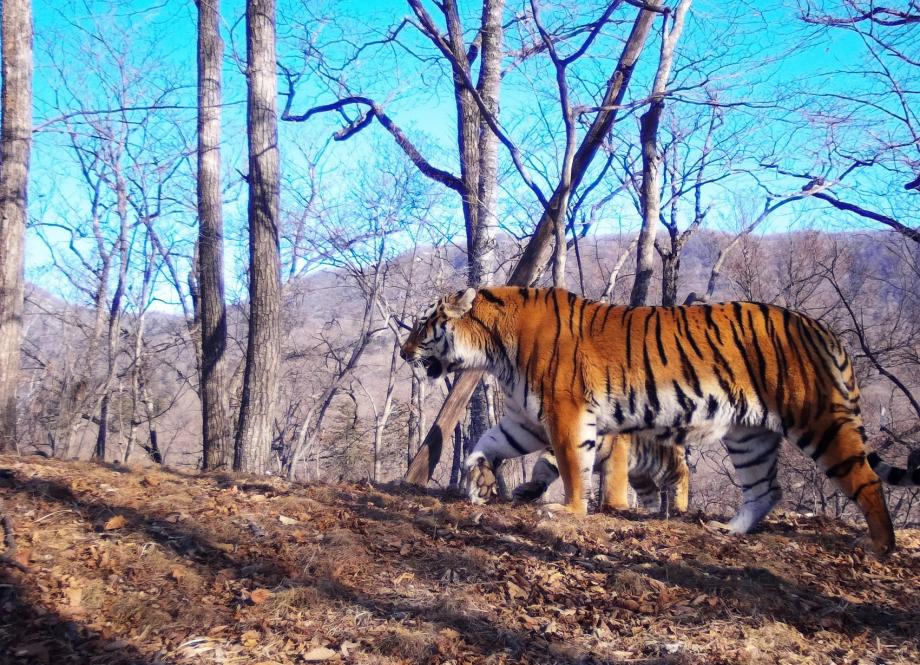 Фото: нацпарк «Земля леопарда» | Впервые в мире: тигрице из Приморья удалось вырастить сразу пятерых детенышей