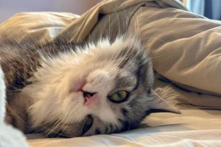 Сколько раз в день нужно кормить кошку – запомните навсегда и делайте только так