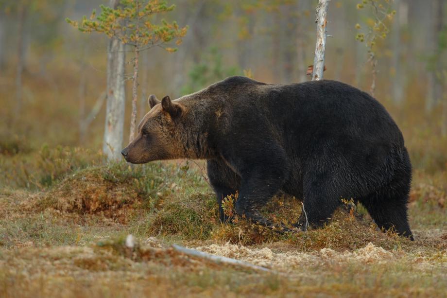 Фото: vladimircech on Freepik | В Приморье бродивший с бидоном на голове медведь так и не найден?