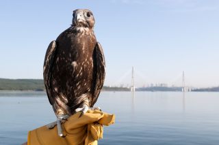 Экология на ВЭФ-2025: «Дом сокола» и «Инвестиции в экологическое воспитание»