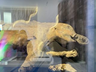 Мамонтёнок Яна стала главной звездой ВЭФ