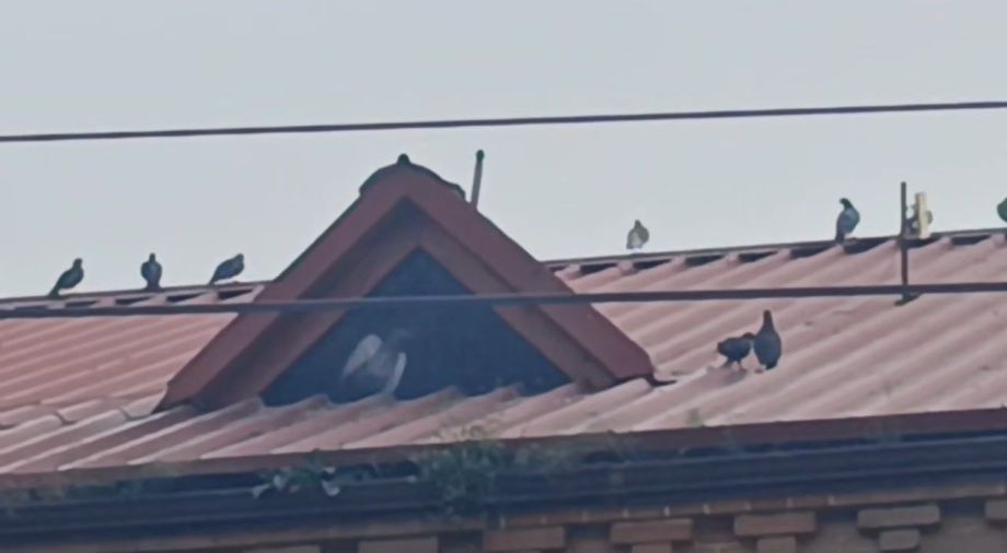 Замуровали заживо: жители Владивостока бьют тревогу по поводу птиц