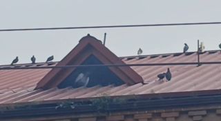 Замуровали заживо: жители Владивостока бьют тревогу по поводу птиц