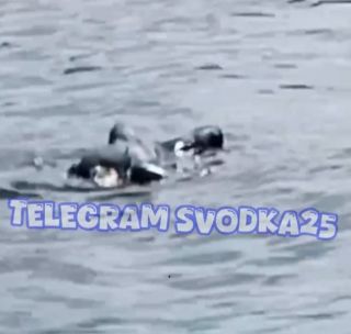 В бухте Золотой Рог обнаружили тело водолаза