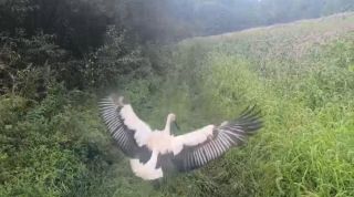 Редчайшую птицу спасли в Приморском крае