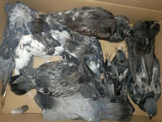 Страшная история с замурованными заживо голубями во Владивостоке получила продолжение