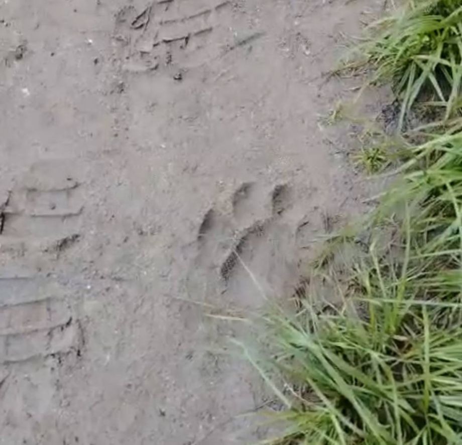 «Там же много туристов»: в Приморье тигр нагрянул на Кравцовские водопады