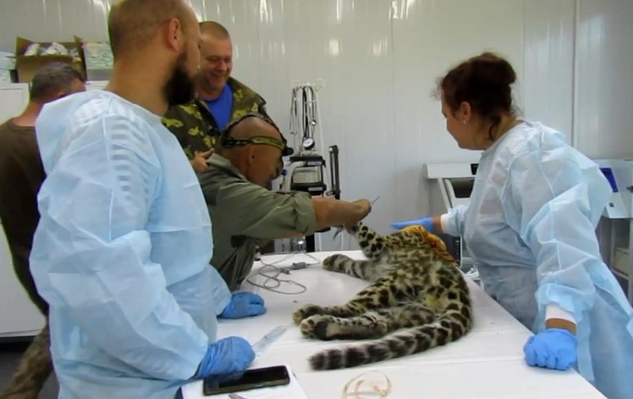 Фото: кадр видео | Предстоит длительная реабилитация: специалисты рассказали о спасенном в Приморье леопарде