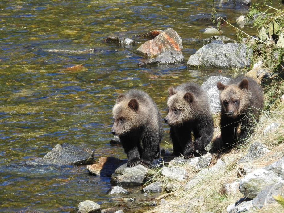 Фото: freepik | «Они не выживут». Жители Приморья обеспокоены судьбой осиротевших медвежат