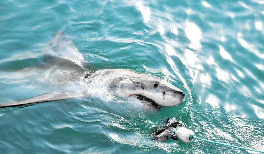 Фото: freepik | Приморские рыбаки боролись за улов с акулой