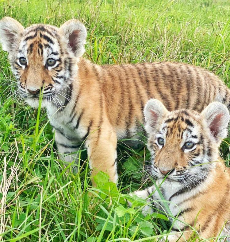 «Мечты сбываются»: приморцев приглашают познакомиться с тигрятами