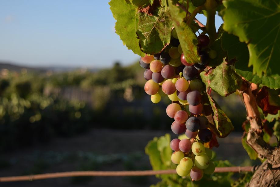 Фото: wirestock on Freepik | На Дальнем Востоке могут начать заниматься виноделием
