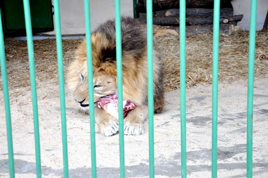Фото: adm-ussuriisk.ru | Друг американской актрисы лев Грей скончался в приморском зоопарке