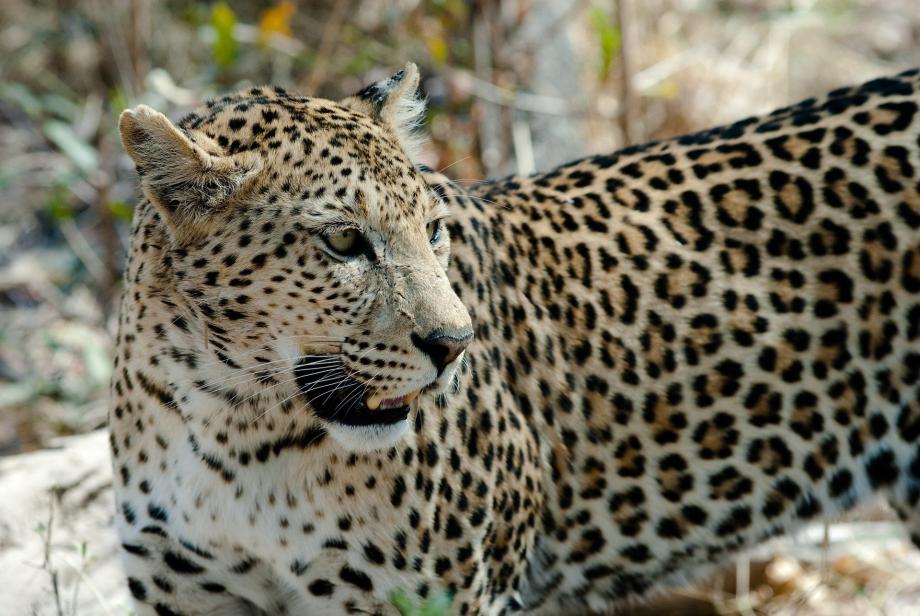 Фото: pixabay.com | Появилась официальная информация об инциденте с конфликтным леопардом в Приморье