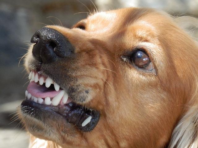 Фото: pixabay.com | «Начали кидаться на детей»: стая собак терроризирует жителей одного из районов Владивостока