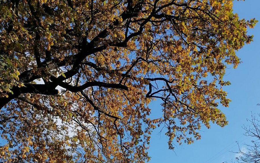 Цвет настроения — синий: приморский стилист о трендовых цветах осени-2025