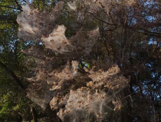 Приморские леса превратились в декорации фильма ужасов