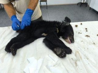 Гималайского медвежонка в тяжёлом состоянии спасают в Приморье