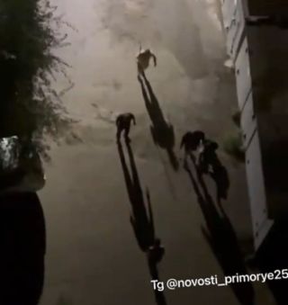 Мигранты наносят ответный удар: Узбекистан устроил скандал после нападения подростков на своих граждан во Владивостоке