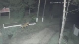 Тигр утащил сторожевого пса в Приморье