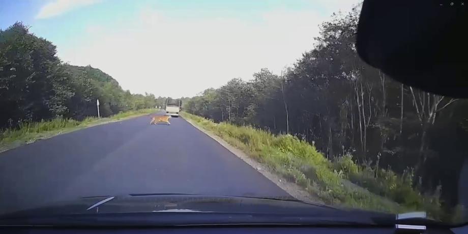 Фото: @Sasha_Khrn | «Не может быть»: в Приморье тигр едва не попал под колеса автоледи