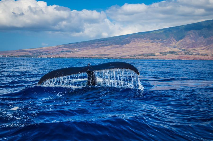 Фото: pexels.com | «Он мог погибнуть»: в гости к приморцам заплыл огромный кит