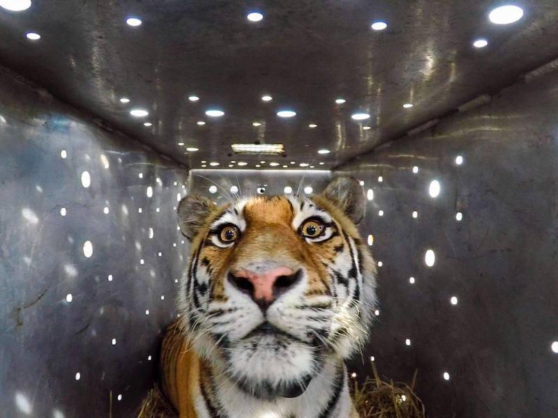 Фото: центр «Амурский тигр» | Тигрица, державшая в страхе жителей Хасанского района, стала путешественницей