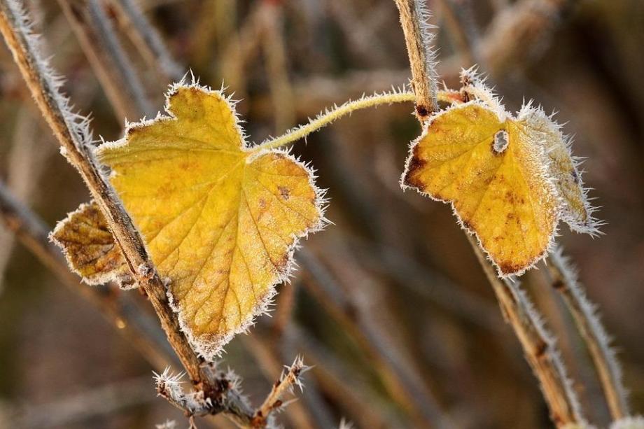 Фото: pixabay.com | «Зима близко»: первые заморозки пришли в Приморье