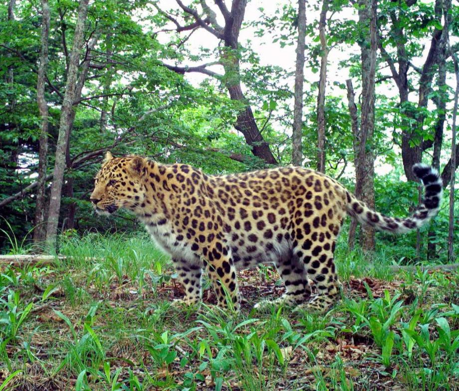 Звезда «в теле»: леопард-толстяк вернулся из Китая в Приморье