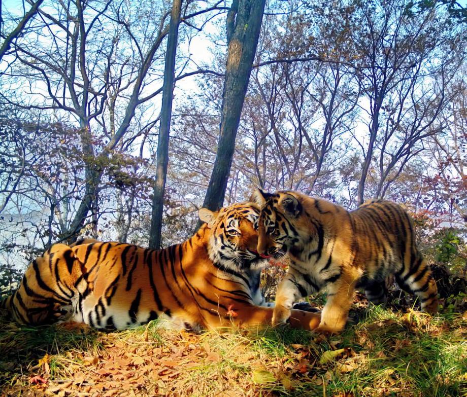 Тигрица из нацпарка «Земля леопарда» поставила рекорд
