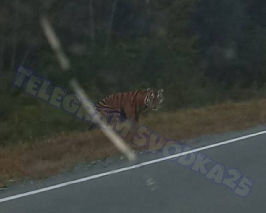 Тигр вышел на трассу под Владивостоком