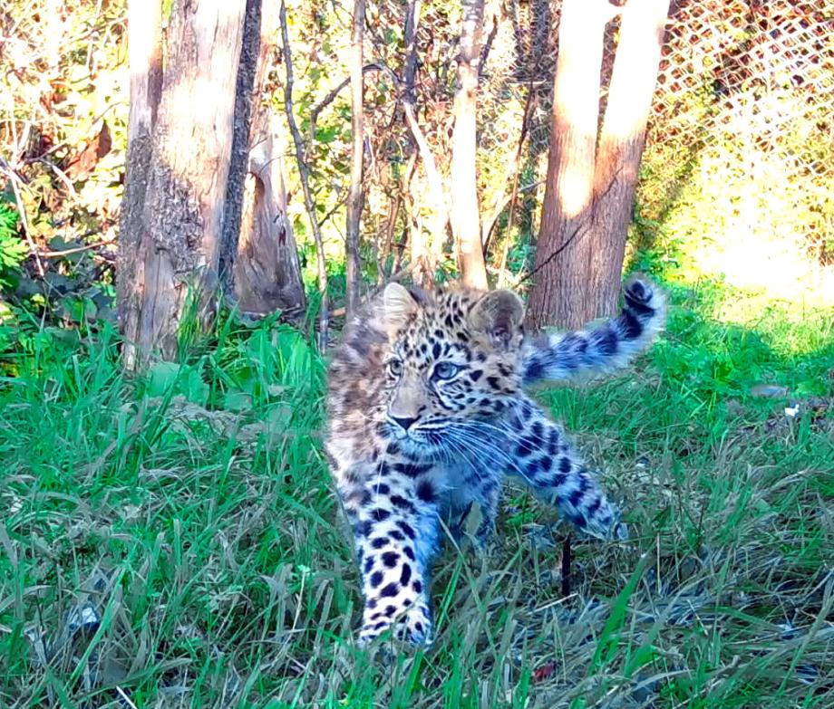 Фото: Нацпарк «Земля леопарда» | Спасенный леопард исцелился от травмы, из-за которой мог потерять маму