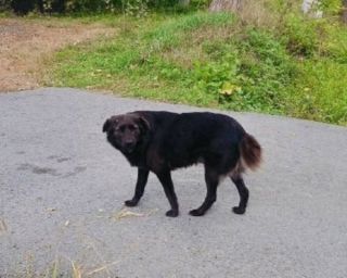 Бездомная собака набросилась на школьника в Приморье