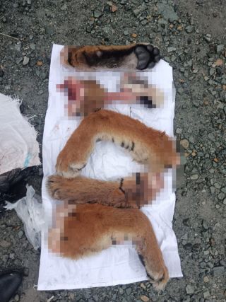 Оторванные лапы – в багажнике: краснокнижного животного разделали на куски в Приморье