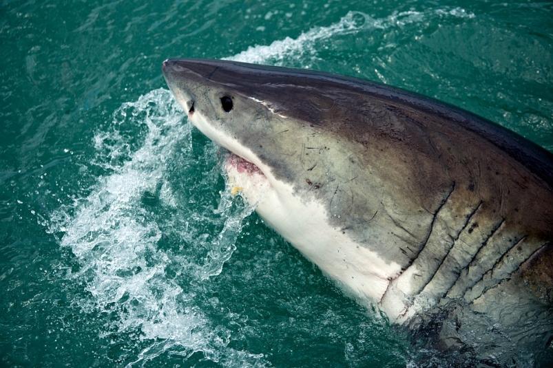 Фото: pixabay.com | «Полтела откусила сразу»: итог нападения акулы сняли на видео в Приморье