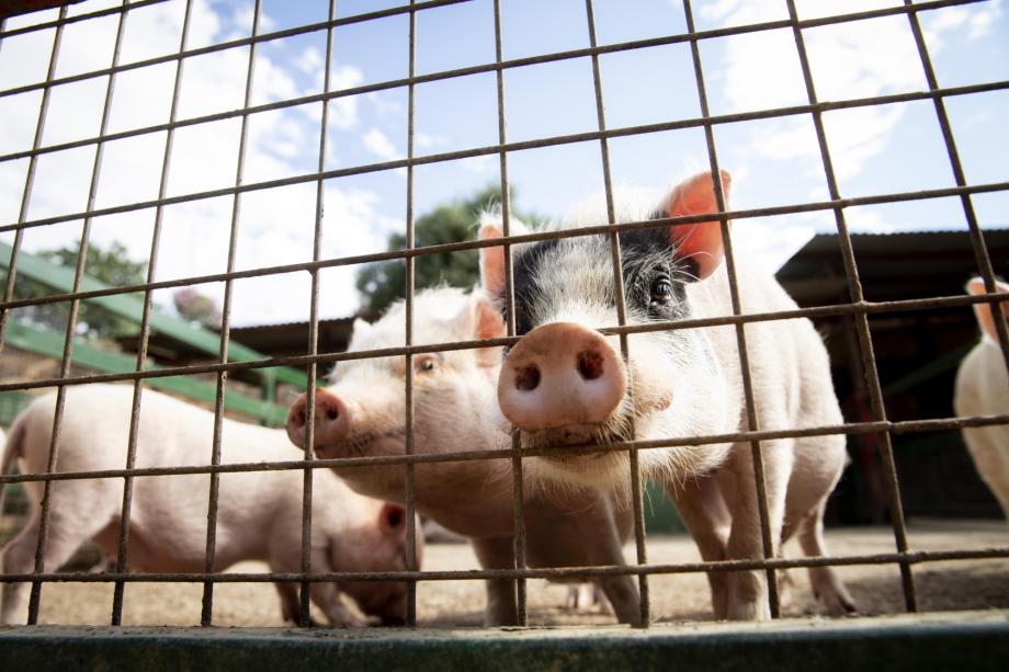 Приморье в эпицентре нового очага африканской чумы свиней
