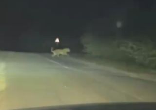 Опасность или случайность? В Приморье вновь заметили амурского тигра