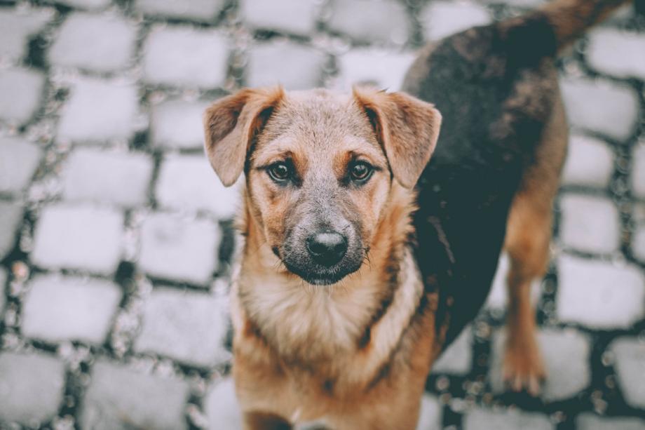 Фото: wirestock on Freepik | Застрелил целенаправленно: в Приморье возбуждено уголовное дело по факту убийства бездомной собаки