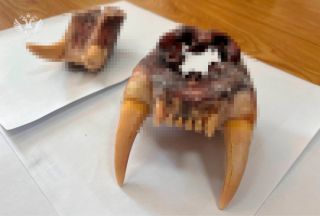 Приморские таможенники дали контрабандисту по лапам